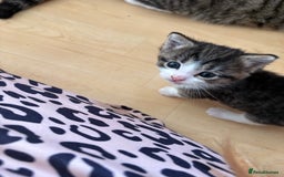 British Shorthair cats for sale: 11 SHORTHAIRED AND LONGHAIRED KITTENS - Image 36