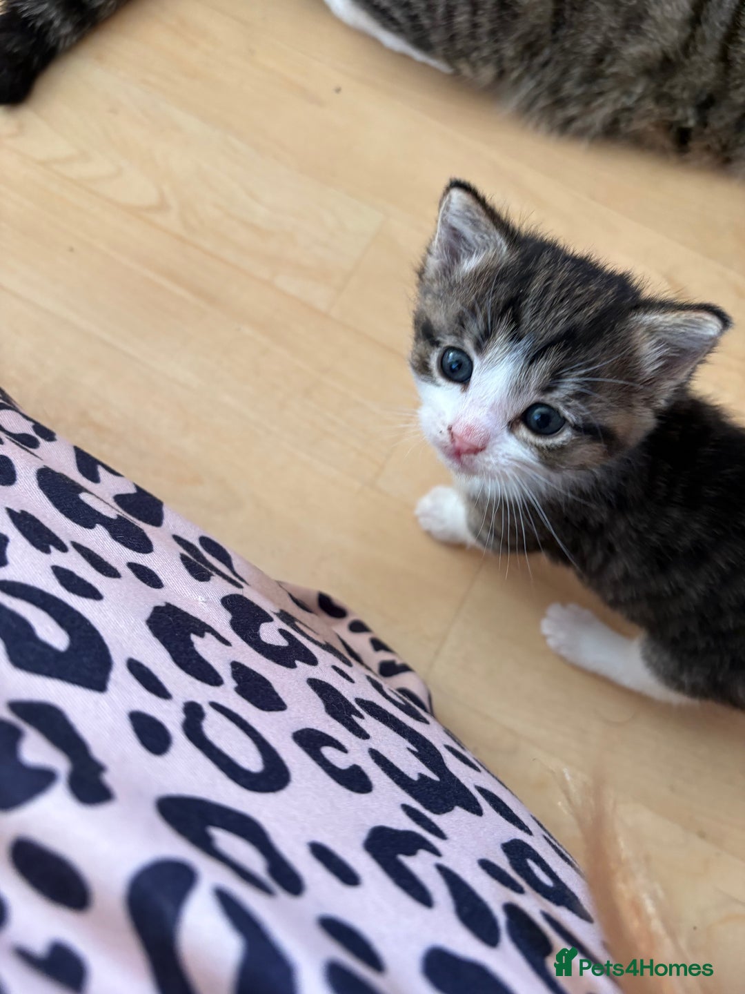 British Shorthair cats for sale: 11 SHORTHAIRED AND LONGHAIRED KITTENS - Image 36