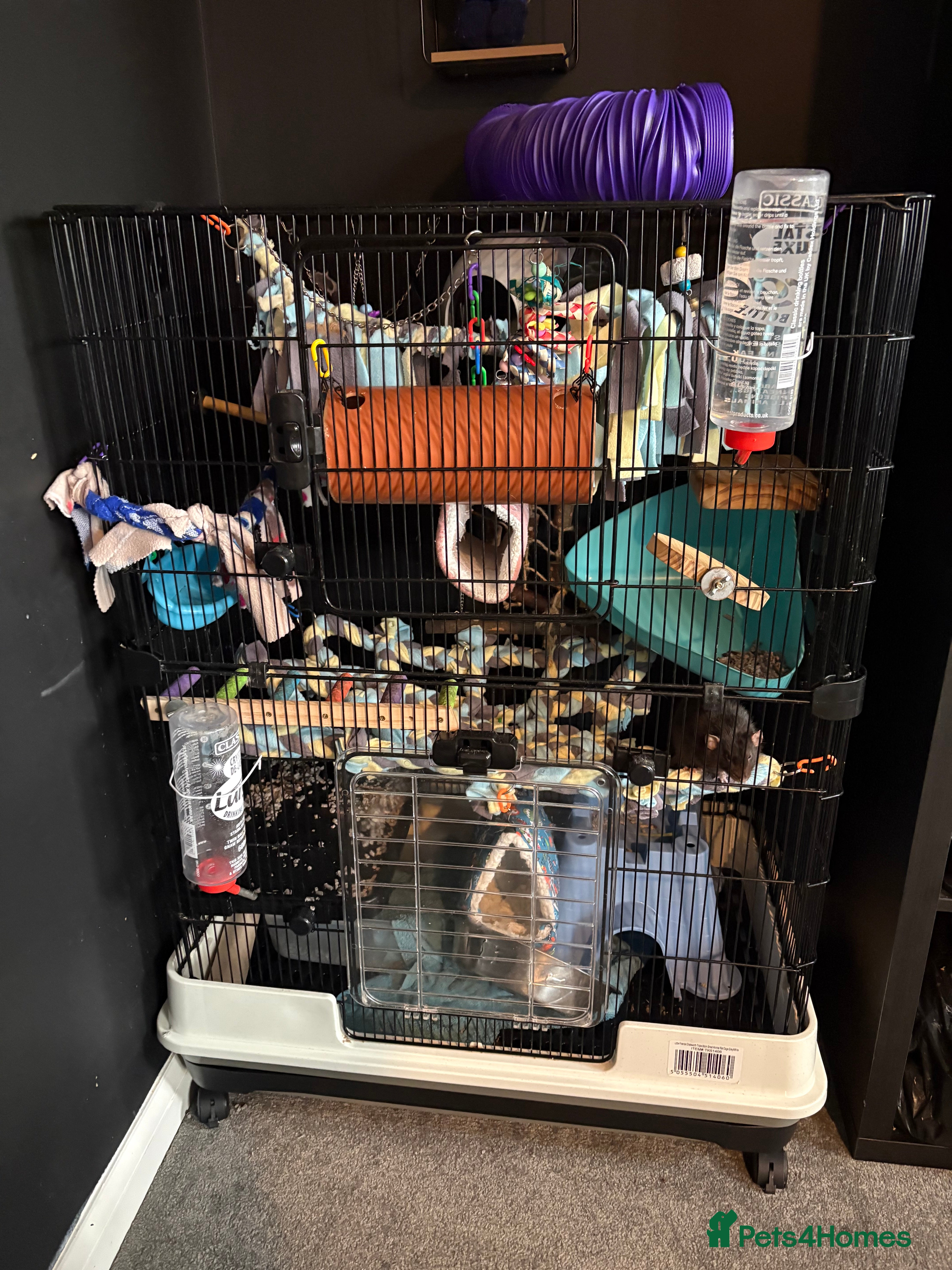 Rat rodents X2 female rats and cage  - Advert 1