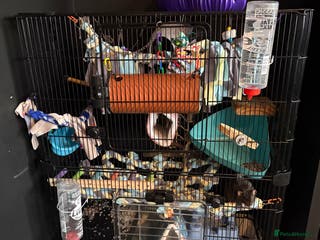 Rat rodents X2 female rats and cage - Advert 1