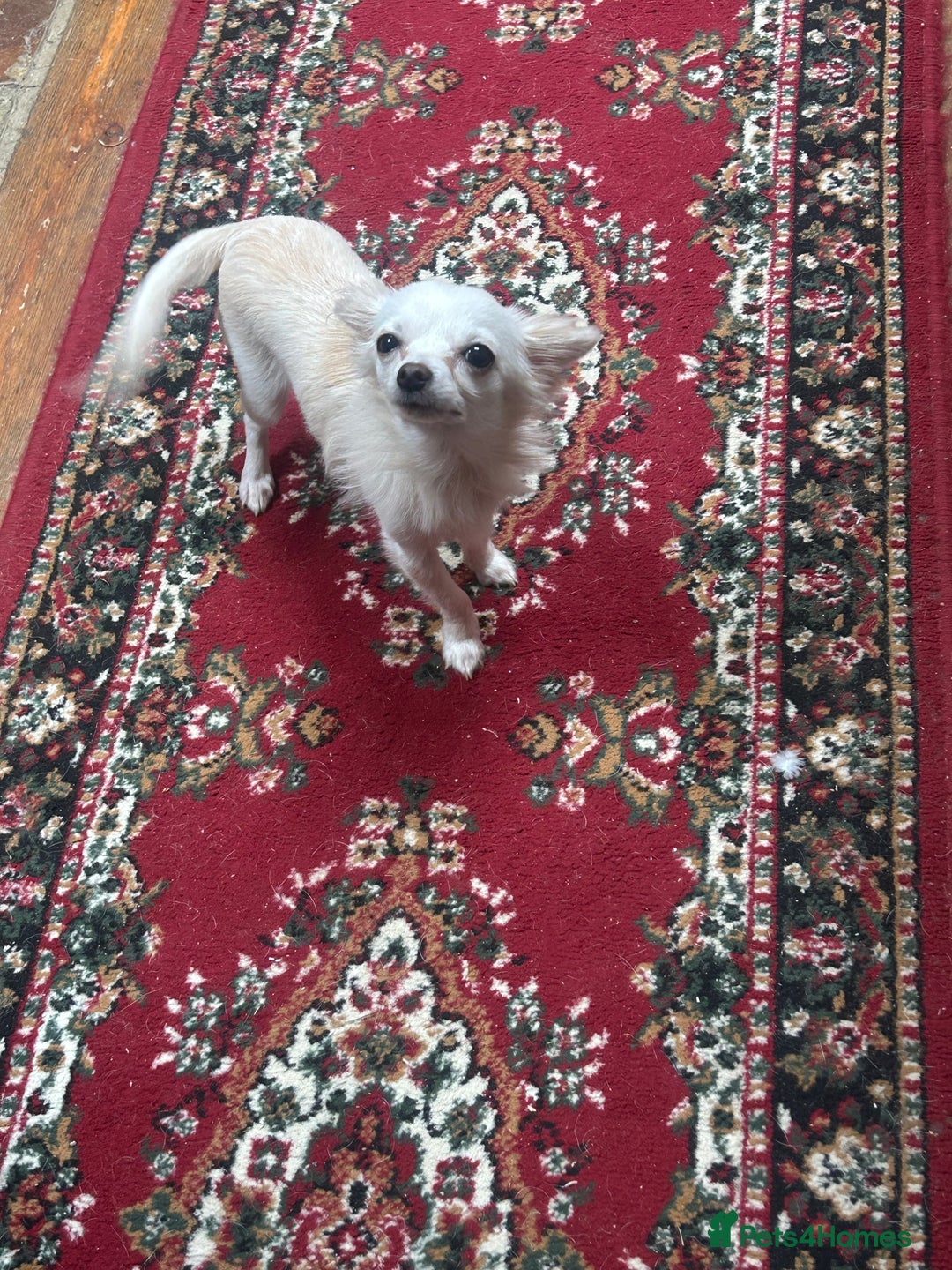 Chihuahua dogs for sale: Pure  white Chihuahua - Image 3