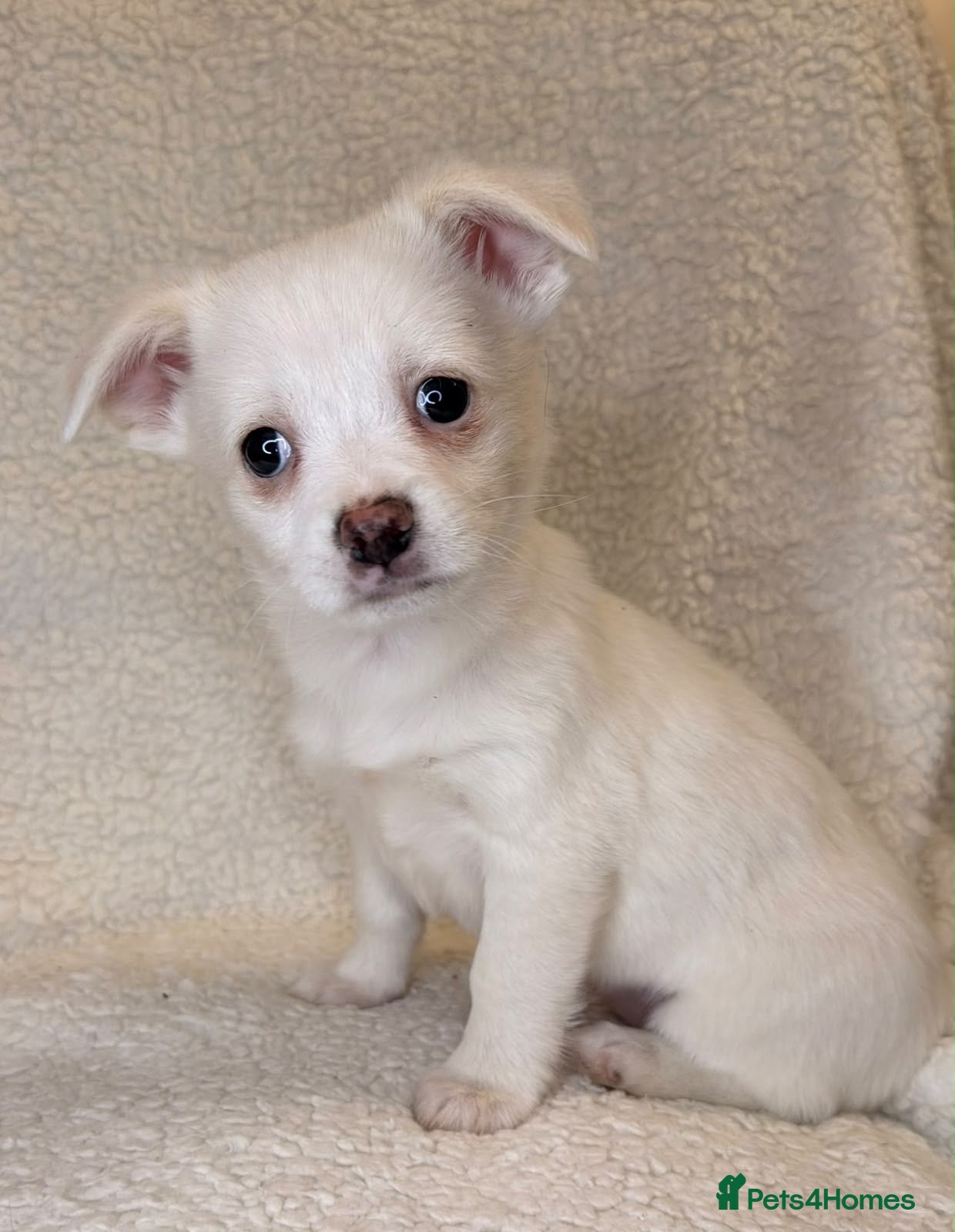 Mixed Breed dogs Pomeranian x chihuahua pups  - Advert 2