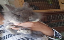 Lionhead rabbits for sale: 5 Beautiful Lion Head Babies - Advert 14