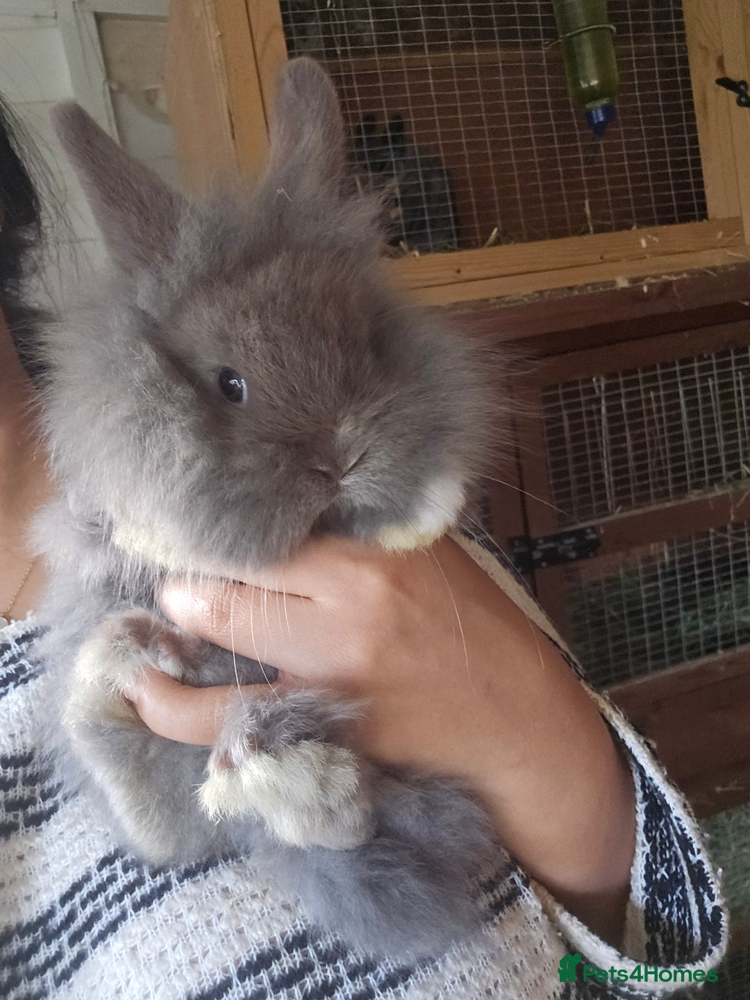 Lionhead rabbits for sale: 5 Beautiful Lion Head Babies - Advert 14