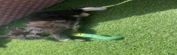 Mixed Breed cats for sale: 4 fluffy kittens - Advert 8