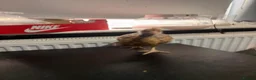 Chickens poultry for sale: Multi coloured mixed breed hybrid chicks  - Advert 27
