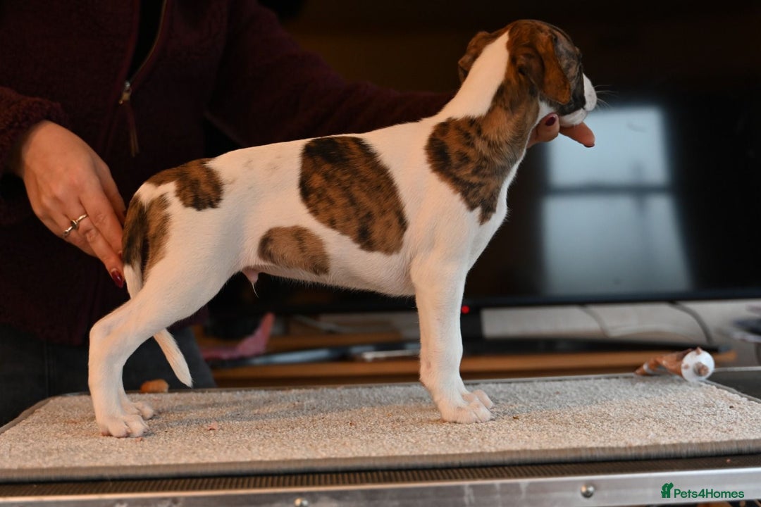 Whippet dogs for sale: Fabulous Whippet puppies  - Advert 6