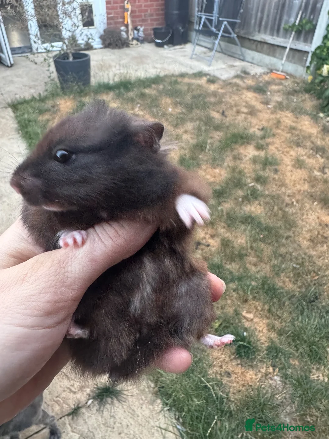 Hamster rodents for sale: 3 syrian hamsters - Advert 2