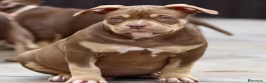 American Bully 1