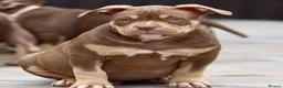 American Bully dogs for sale: READY NOW American Bullys  - Advert 13