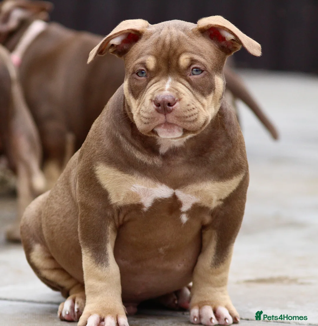 American Bully dogs for sale: READY NOW American Bullys  - Advert 13