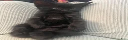 Mixed Breed cats for sale: Kittens  - Advert 6