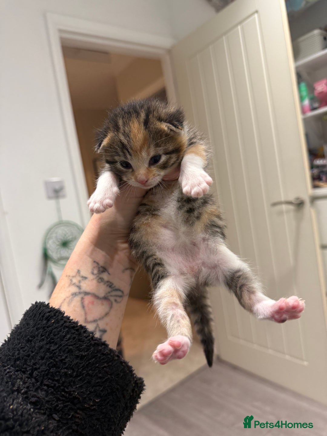 Mixed Breed cats for sale: PLEASE READ - 4 stunning kittens. 3 male. 1 female - Image 11