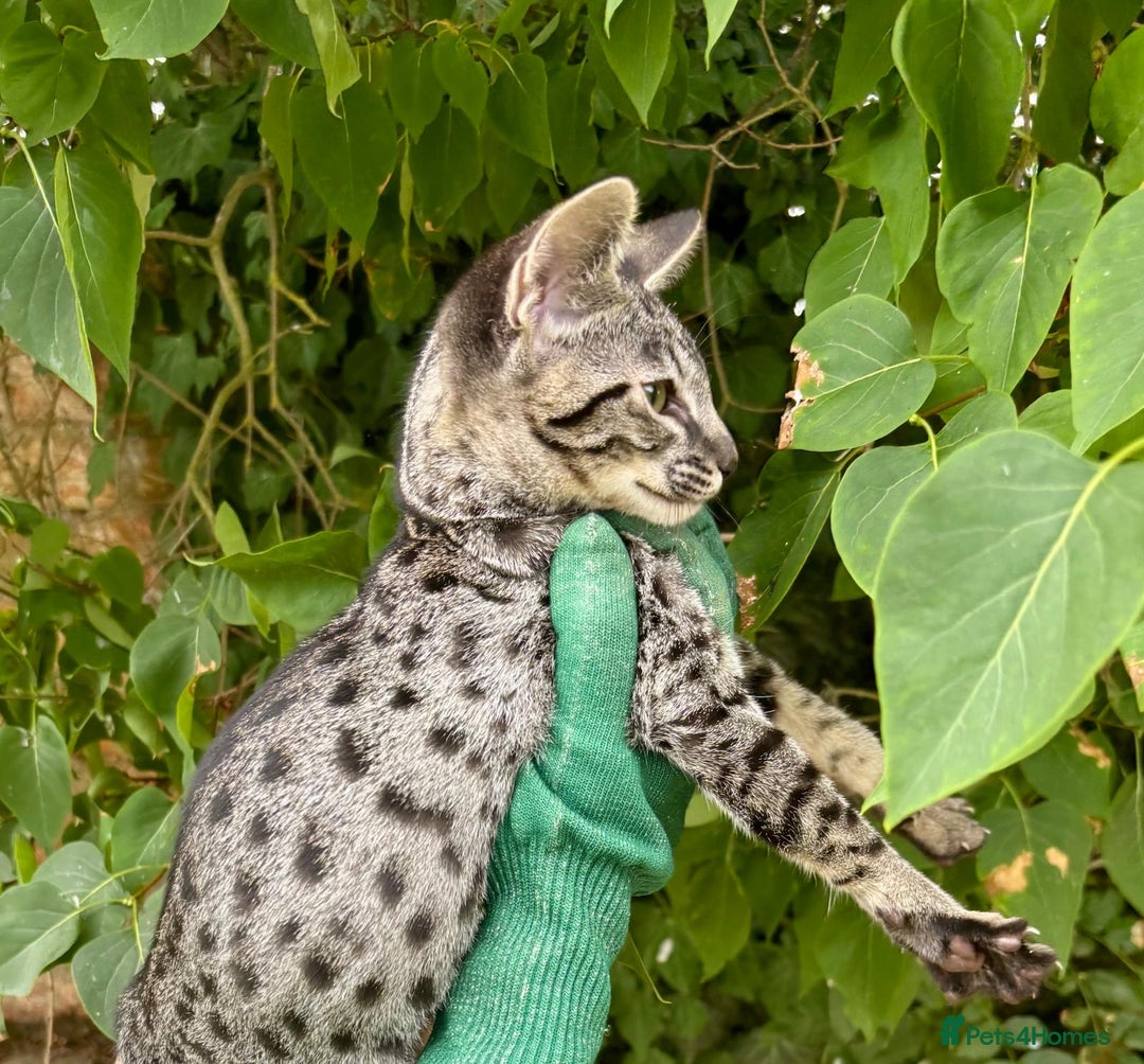 Savannah cats for sale: F9 brown & charcoal spotted savannah kittens - Image 9
