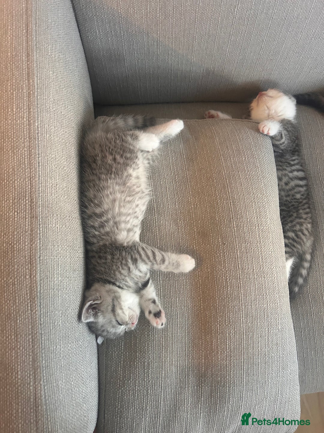 Scottish Fold cats for sale: Scottish fold and straights - Image 9
