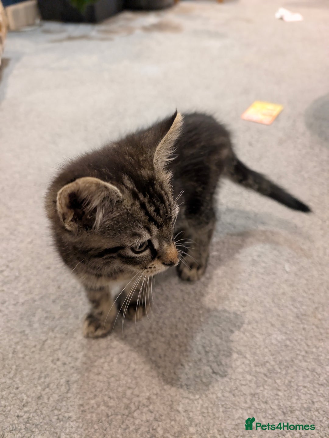British Shorthair cats for sale: 2 Female Domestic Shorthair Kittens  - Image 4