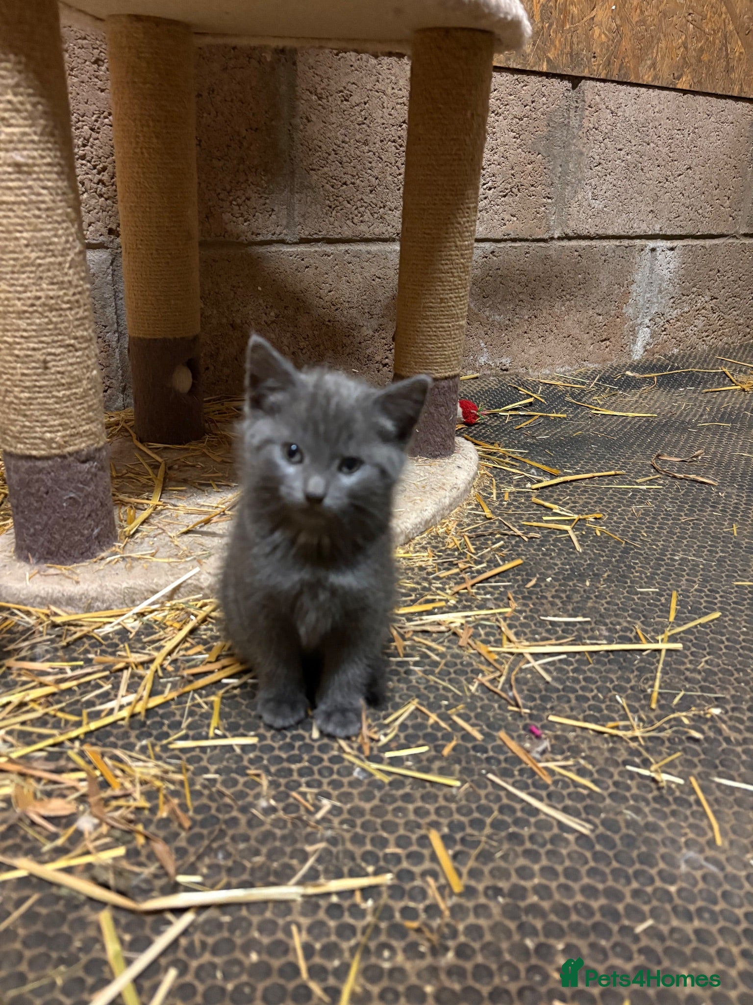 Mixed Breed cats Outdoor Kittens  - Advert 2
