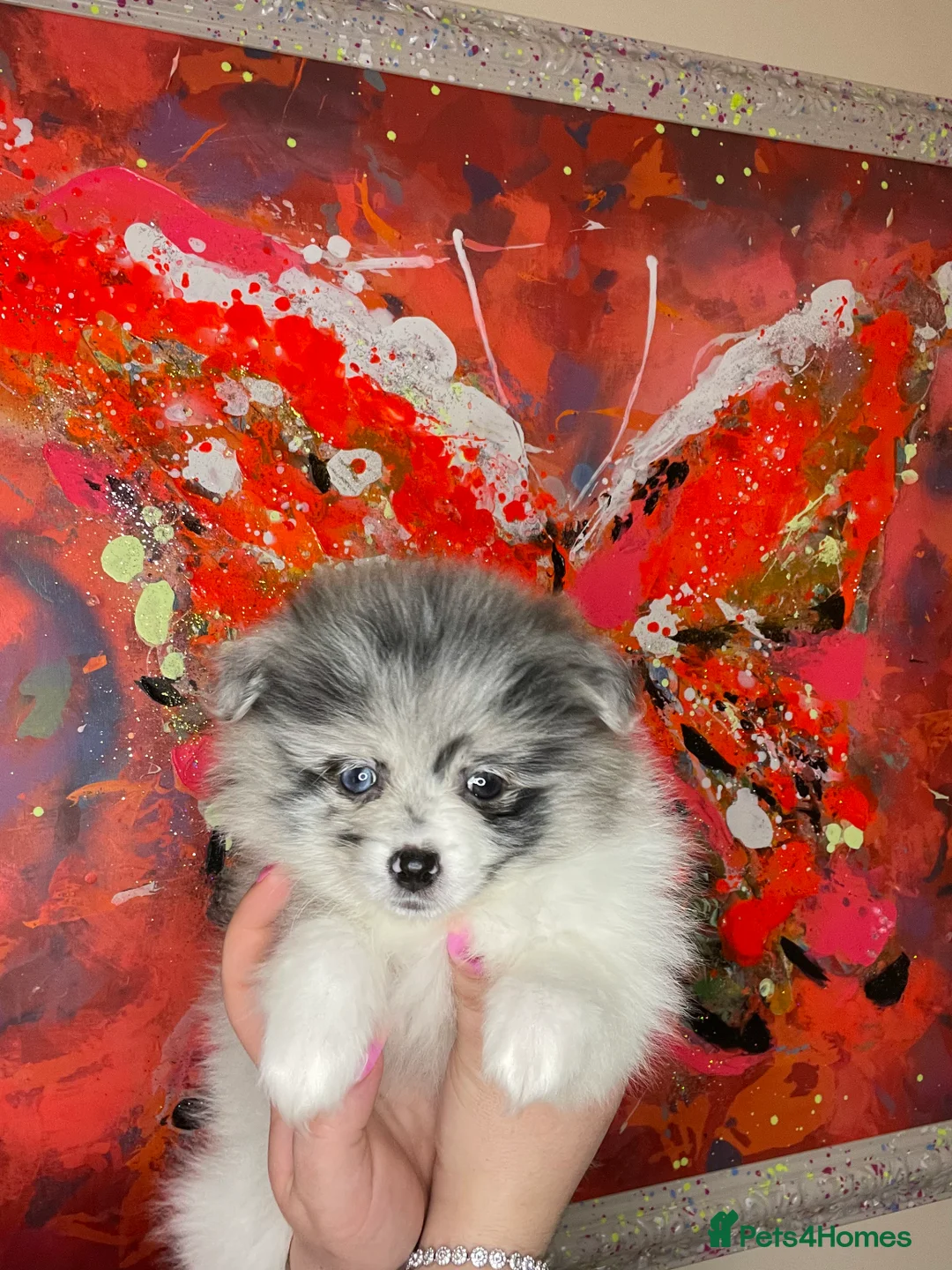 Pomeranian dogs for sale: Pomeranian puppies  - Advert 2