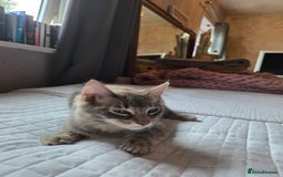 British Shorthair cats for sale: Beautiful grey fluffy boy  - Image 4