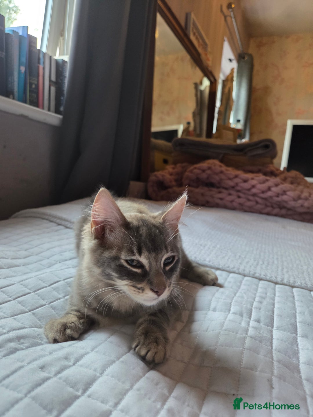 British Shorthair cats for sale: Beautiful grey fluffy boy  - Image 4