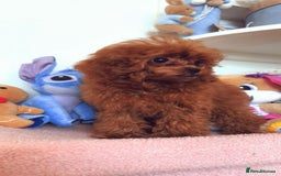 Toy Poodle dogs for sale: Asian Toy Poodle (VERY SMALL) - Image 4