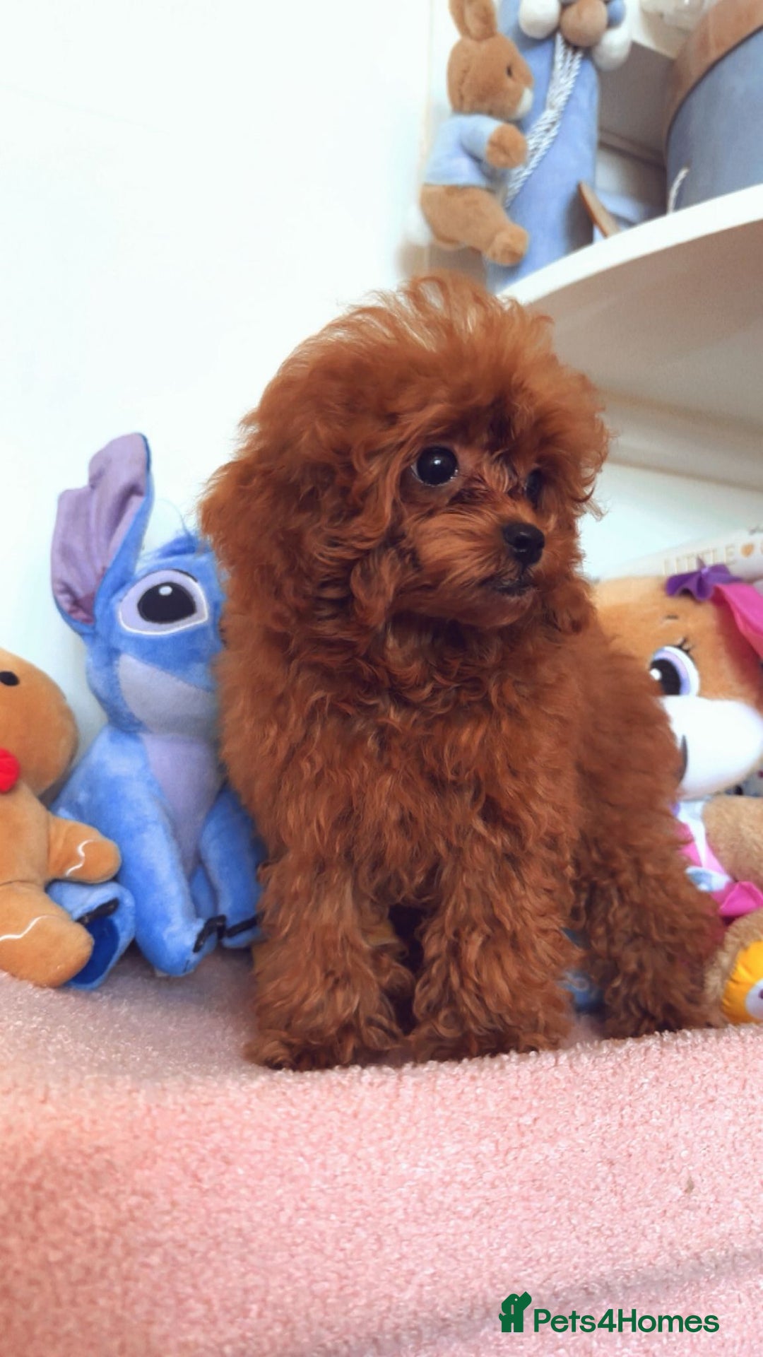Toy Poodle dogs for sale: Asian Toy Poodle (VERY SMALL) - Image 4