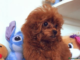 Toy Poodle dogs - Advert 12