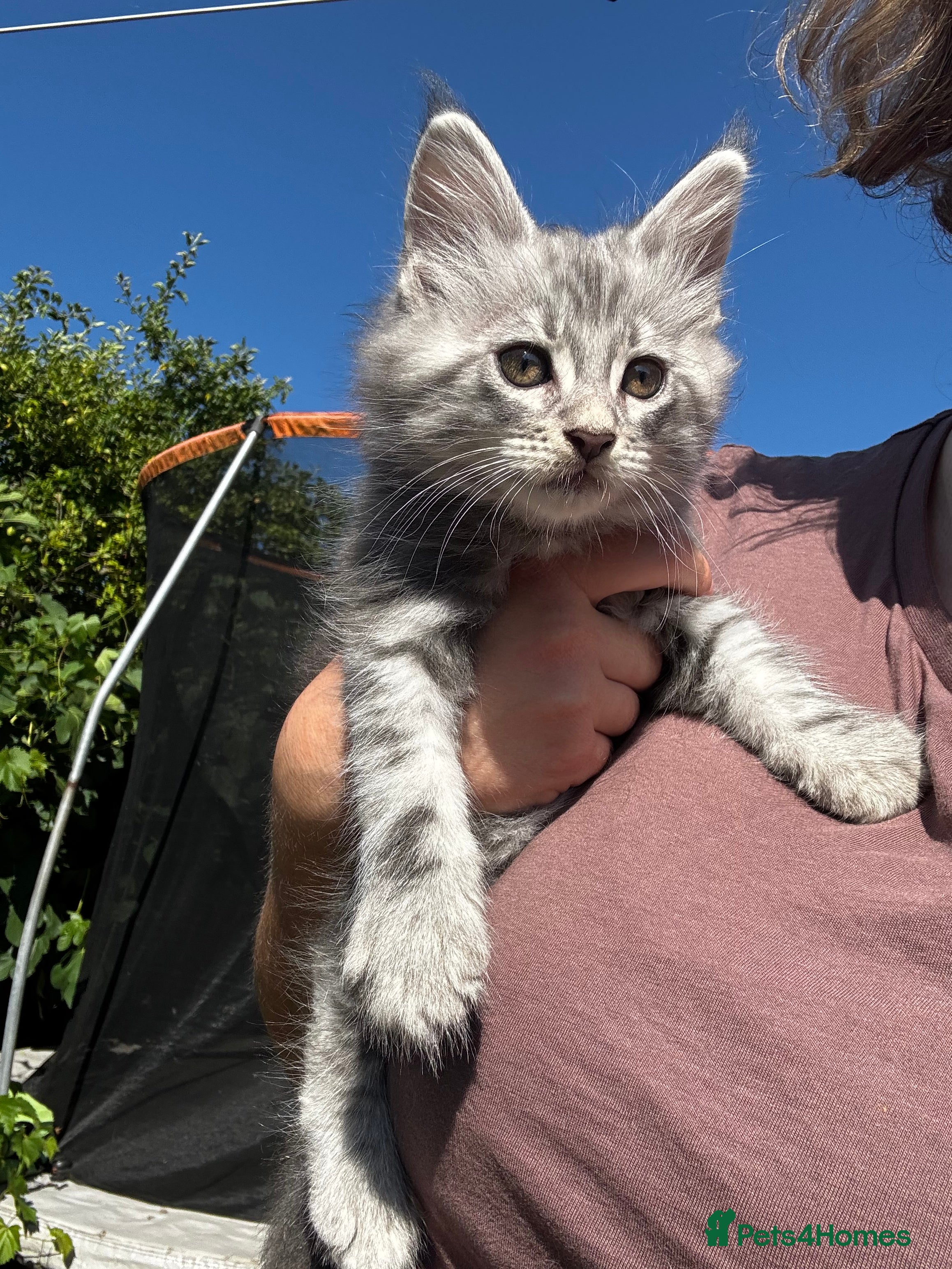 Maine Coon cats Majestic Maine Coon Kittens  - Advert 2