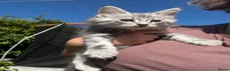 Maine Coon cats for sale: Majestic Maine Coon Kittens  - Advert 11