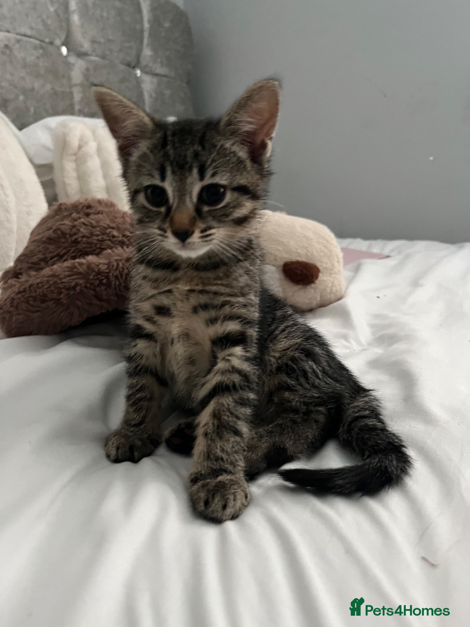 Mixed Breed cats 2 adorable kittens for sale  - Advert 1