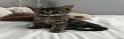 Mixed Breed cats for sale: 2 adorable kittens for sale  in Liverpool - Advert 1