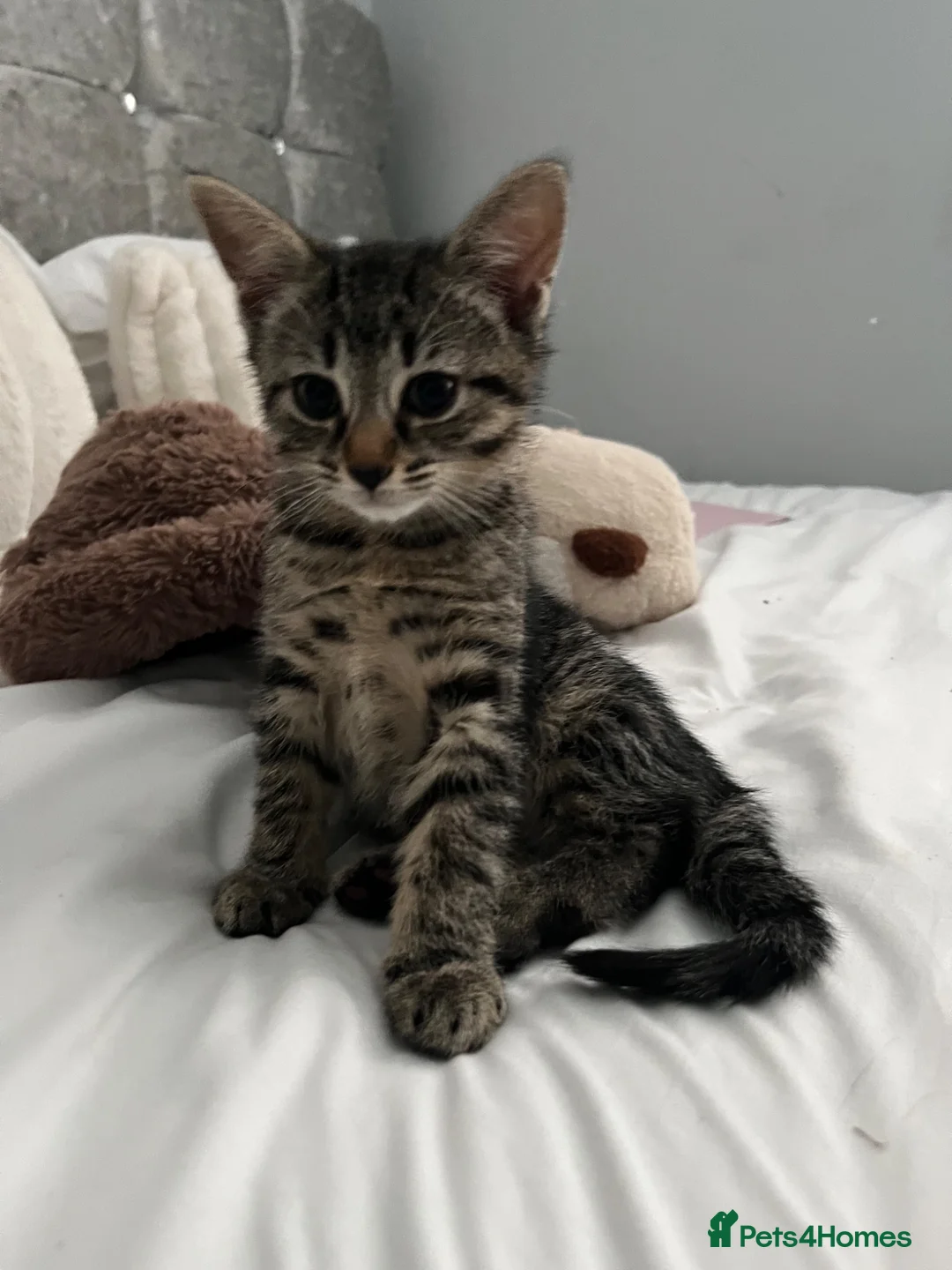 Mixed Breed cats for sale: 2 adorable kittens for sale  in Liverpool - Advert 1