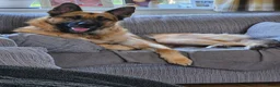 German Shepherd dogs for sale: Male German shepherd 2 years 4 months  in Oswestry - Advert 4