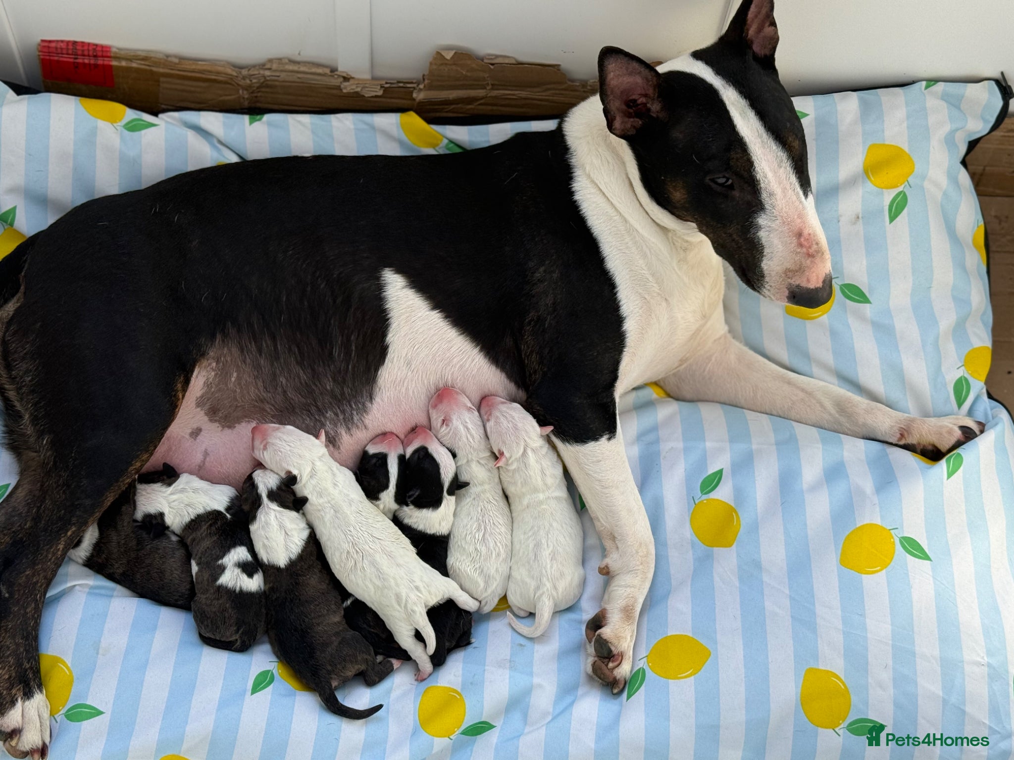 English Bull Terrier dogs English Bull Terrier Puppies  - Advert 4