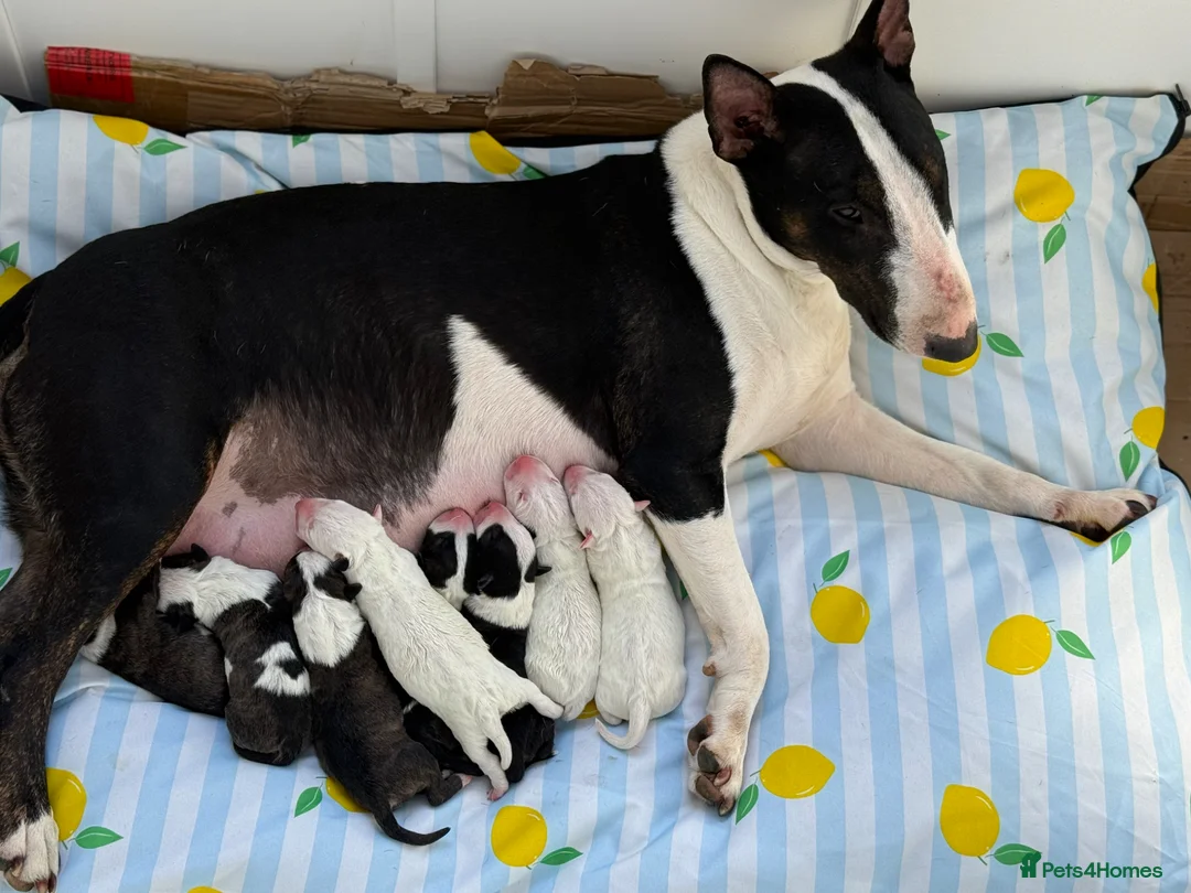 English Bull Terrier dogs for sale: English Bull Terrier Puppies  - Advert 1