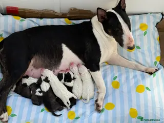 English Bull Terrier dogs English Bull Terrier Puppies - Advert 4