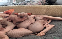 Sphynx cats for sale: 🔥Sphynx and Elf kittens🔥 - Image 17