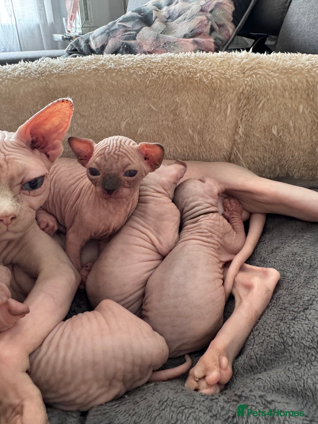 Sphynx cats for sale: 🔥Sphynx and Elf kittens🔥 - Image 17