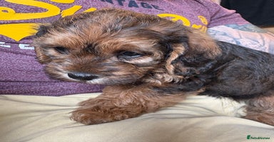 Mixed Breed dogs - Advert 4