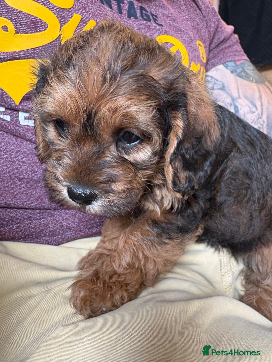 Mixed Breed dogs for sale: Boarder terrier cross Toy poodle - Image 3