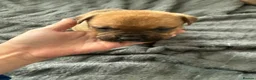 Mixed Breed dogs for sale: Cane corso cross pups for sale  in Airdrie - Advert 9