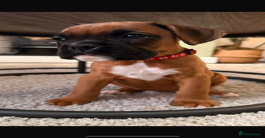 Boxer dogs - Advert 3