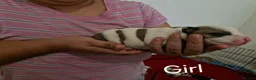 Staffordshire Bull Terrier dogs for sale: Adorable Puppies Staffordshire Bull Terrier - Advert 3
