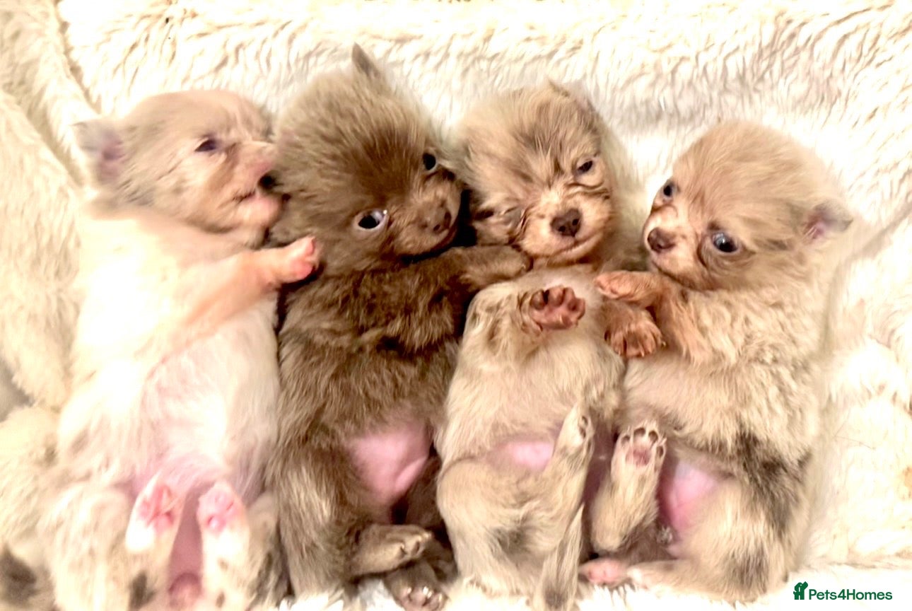 Pomchi dogs Beautiful tiny lilac merle chihuahua Pomeranian  - Advert 1