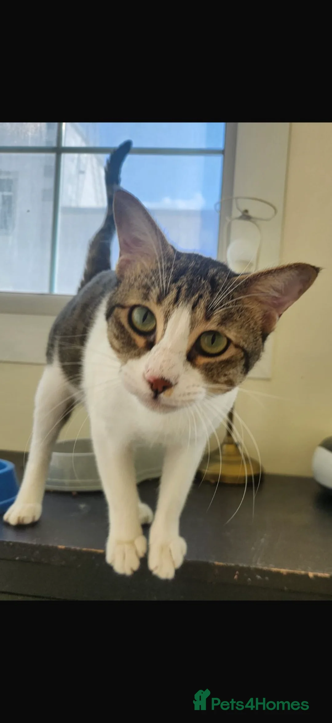 Domestic Shorthair cats for adoption: Bubby & Timmy - Advert 1