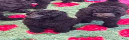 Standard Poodle dogs for sale: STANDARD POODLE PUPPIES FULLY TESTED PARENTS  - Advert 4