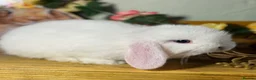Mini Lop rabbits for sale: Gorgeous, friendly *vaccinated* pure mini lops in Swindon - Advert 12