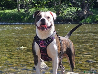 Mixed Breed dogs Bulldog mix puppies - Advert 8