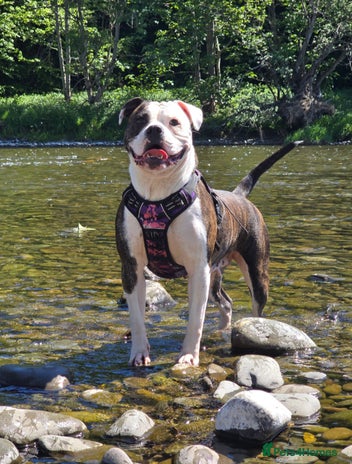 Mixed Breed dogs Bulldog mix puppies - Advert 1