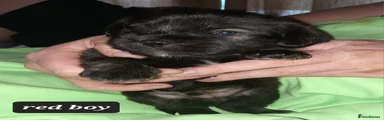 Mixed Breed Puppy 2